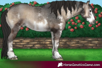 Horse Color:Gray Blue Onyx Sabino Appaloosa Rabicano