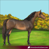 Horse Color:Buckskin 