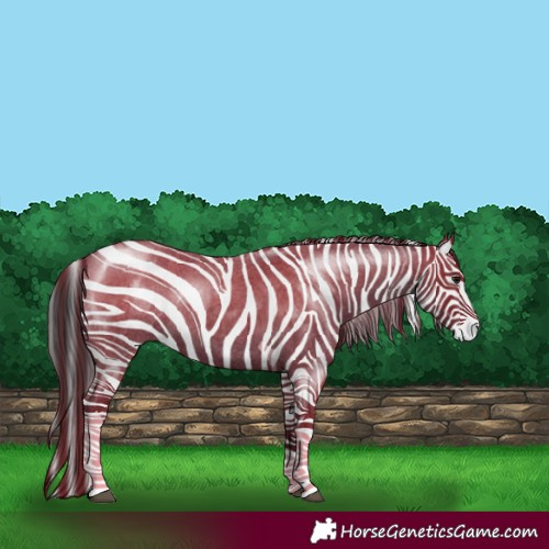 Horse Color:Blue Roan Tobiano 