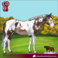 Horse Color:White Spotted Liver Chestnut Splash Tobiano Appaloosa Rabicano