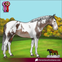 Horse Color:White Spotted Liver Chestnut Splash Tobiano Appaloosa Rabicano 