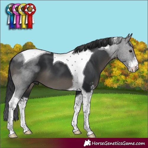 Horse Color:Black Sabino Tobiano 
