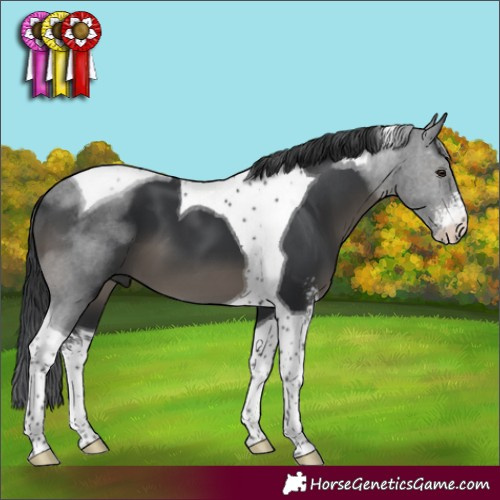 Horse Color:Black Sabino Tobiano 