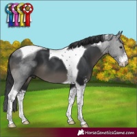 Horse Color:Black Sabino Tobiano 
