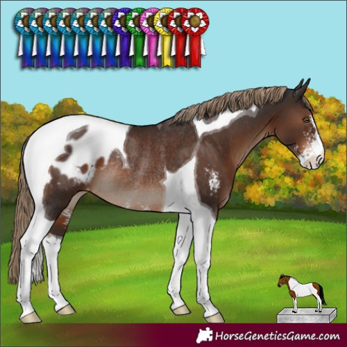 Horse Color:Liver Chestnut Sabino Tobiano Blanket Rabicano 