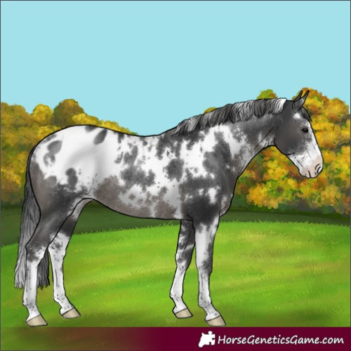 Horse Color:White Spotted Black Sabino Appaloosa Rabicano 