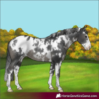Horse Color:White Spotted Black Sabino Appaloosa Rabicano