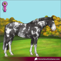 Horse Color:White Spotted Smoky Black Sabino Rabicano