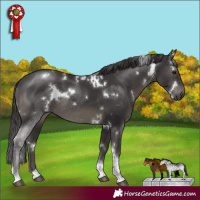 Horse Color:White Spotted Smoky Black Tobiano Rabicano 