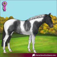 Horse Color:Black Tobiano Appaloosa Rabicano 