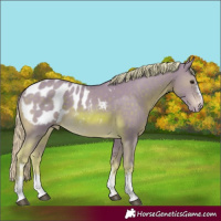 Horse Color:Watercolor Chocolate Palomino Sabino Appaloosa