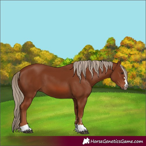 Horse Color:Chestnut 