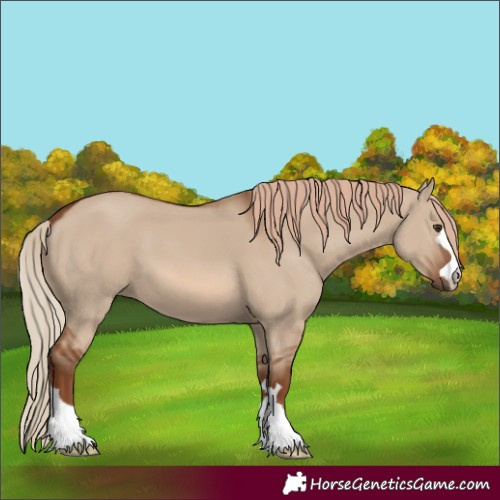 Horse Color:Red Dun 
