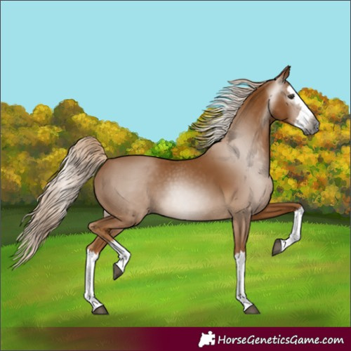 Horse Color:Gray Palomino Splash 