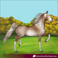 Horse Color:Gray Palomino Splash