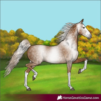 Horse Color:Gray Palomino Splash 