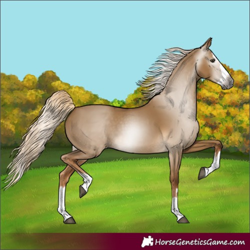 Horse Color:Gray Chocolate Palomino Dun Splash 