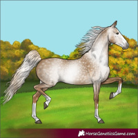 Horse Color:Gray Chocolate Palomino Dun Splash 