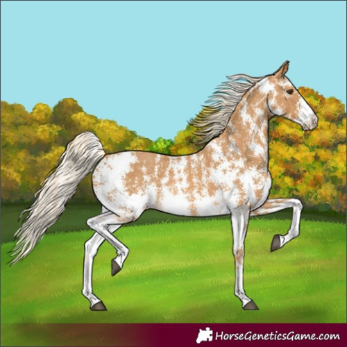 Horse Color:Palomino Sabino 