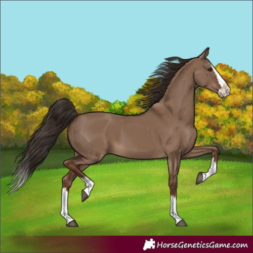 Horse Color:Liver Red Dun Splash 