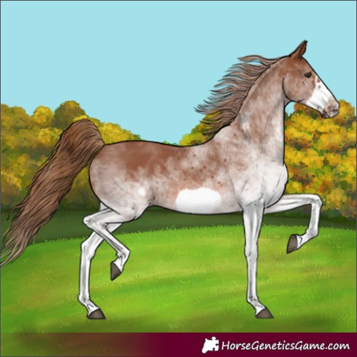 Horse Color:White Spotted Chestnut Frame 