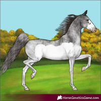Horse Color:White Spotted Liver Chestnut Frame 