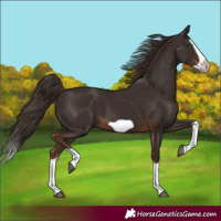 Horse Color:Liver Chestnut Splash Frame 