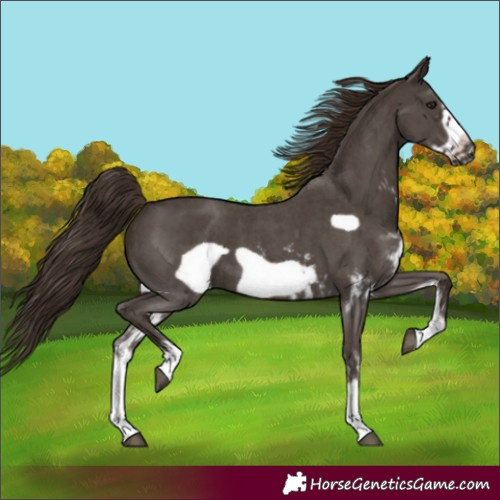 Horse Color:Liver Chestnut Sabino Frame 