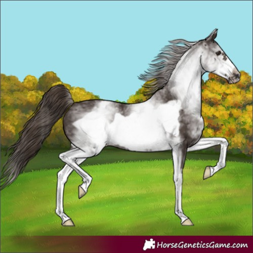Horse Color:White Spotted Liver Chestnut Frame