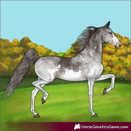 Horse Color:White Spotted Liver Chestnut Frame