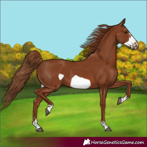 Horse Color:Chestnut Frame 