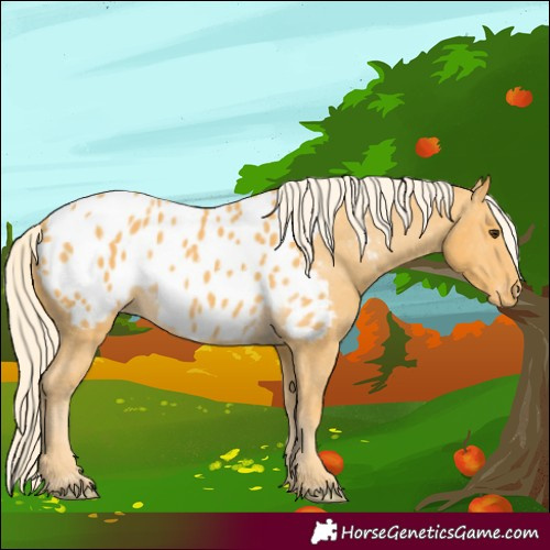 Horse Color:Palomino Appaloosa 