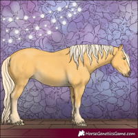 Horse Color:Palomino