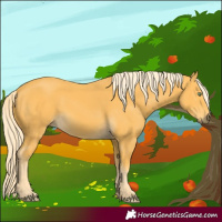Horse Color:Palomino 