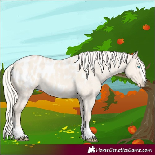 Horse Color:Cremello Dun Appaloosa