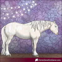 Horse Color:Cremello Dun Appaloosa 