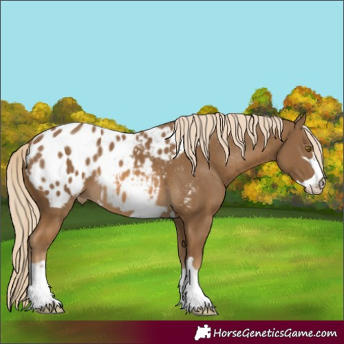 Horse Color:Chocolate Palomino Appaloosa 