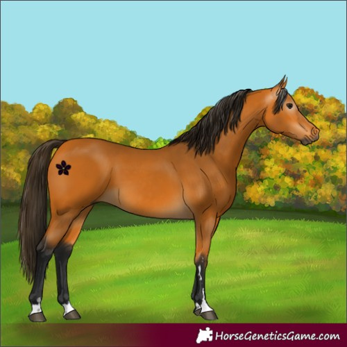 Horse Color:Gray Buckskin 