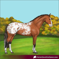 Horse Color:Bay Splash Appaloosa 