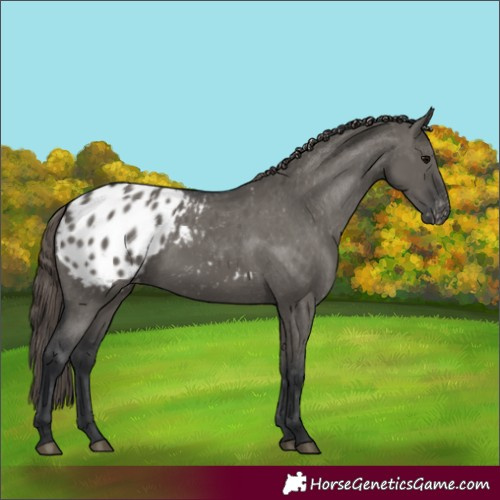 Horse Color:Grullo Appaloosa 