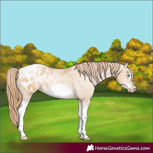 Horse Color:Buckskin Pearl Sabino Tobiano Frame Appaloosa 