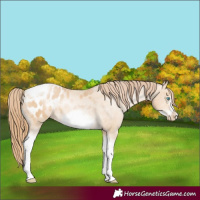 Horse Color:Buckskin Pearl Sabino Tobiano Frame Appaloosa