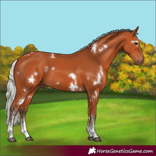 Horse Color:White Spotted Silver Bay Sabino
