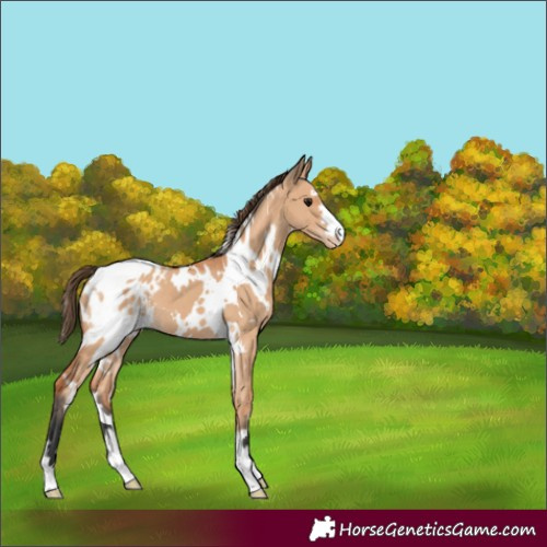 Horse Color:White Spotted Bay Dun Appaloosa 