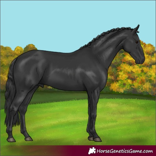Horse Color:Black 