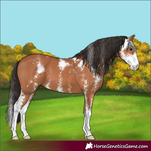 Horse Color:Bay Sabino 