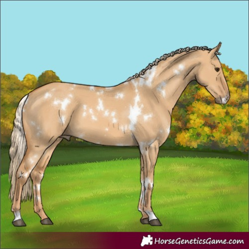 Horse Color:White Spotted Red Dun 