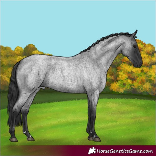 Horse Color:Blue Roan 