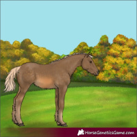 Horse Color:Chocolate Palomino 