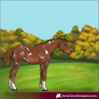 Horse Color:White Spotted Chestnut Tobiano 